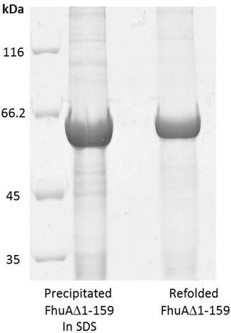 Biotechnology Springerlink