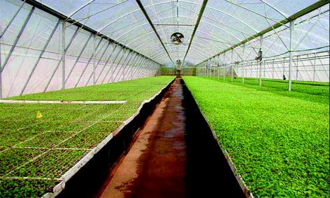 Management Of Virus And Viroid Diseases Of Crops In The Tropics Springerlink Management Of Virus And Viroid Diseases Of Crops In The Tropics Springerlink