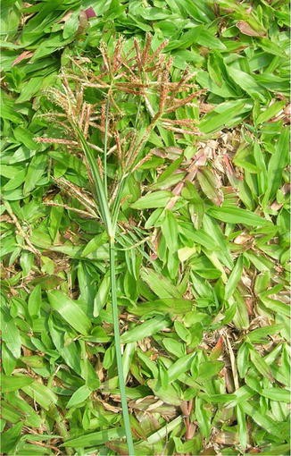 Cyperus Rotundus Springerlink Cyperus Rotundus Springerlink