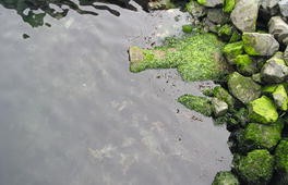 algae by vashishta algae by vashishta