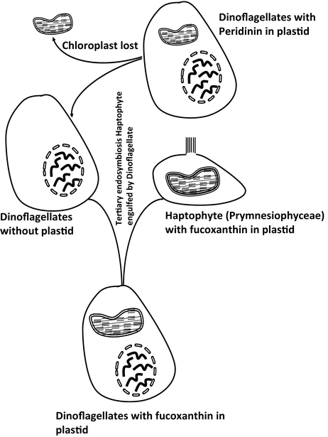 Xanthophyceae; Euglenophyceae and Dinophyceae | SpringerLink