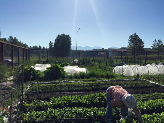 Harvesting Health In The Garden Springerlink