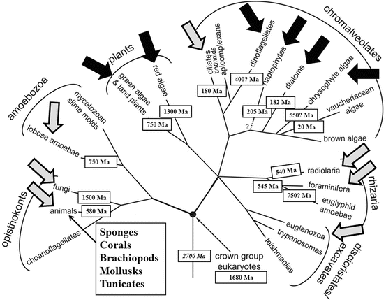 diagram ocean wave wiring diagram database Blank Ray Diagram ocean wave blank diagram wiring diagram database water waves wave diagram diagram ocean wave