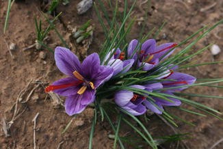 Crocus Sativus Springerlink - 