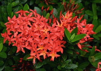 Ixora Coccinea Springerlink