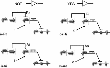 Simplified Computational Design Of Digital Synthetic Gene