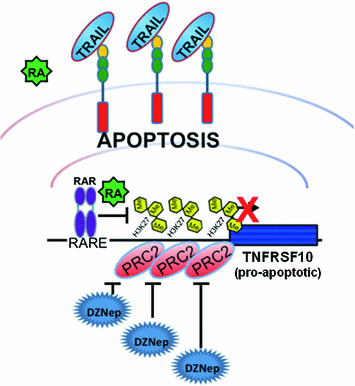 The Roles Of Retinoic Acid And Retinoic Acid Receptors In Inducing Epigenetic Changes Springerlink