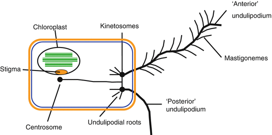 Systematic And Evolution Of Microorganisms General Concepts Springerlink