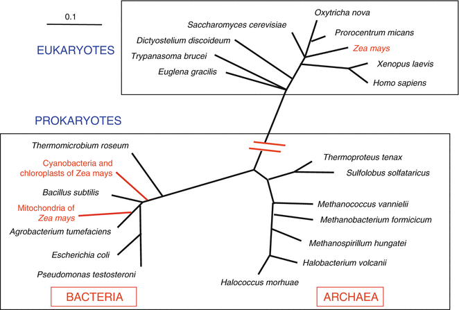 Systematic And Evolution Of Microorganisms General Concepts Springerlink