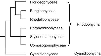 Taxonomy And Phylogeny Of Unicellular Eukaryotes Springerlink - 