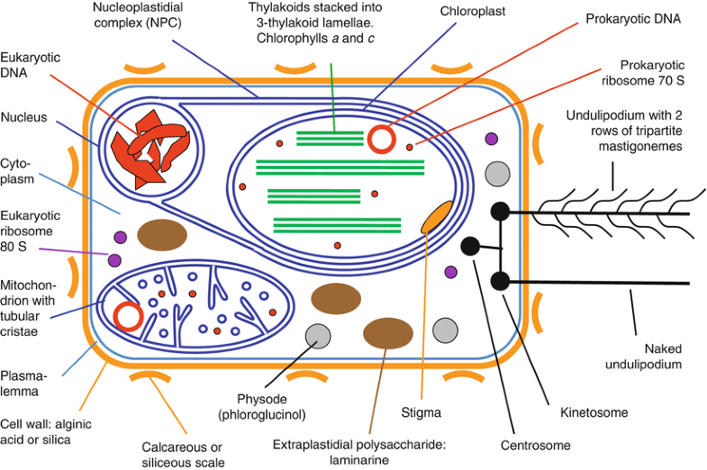 Taxonomy And Phylogeny Of Unicellular Eukaryotes | Springerlink Taxonomy And Phylogeny Of Unicellular Eukaryotes | Springerlink
