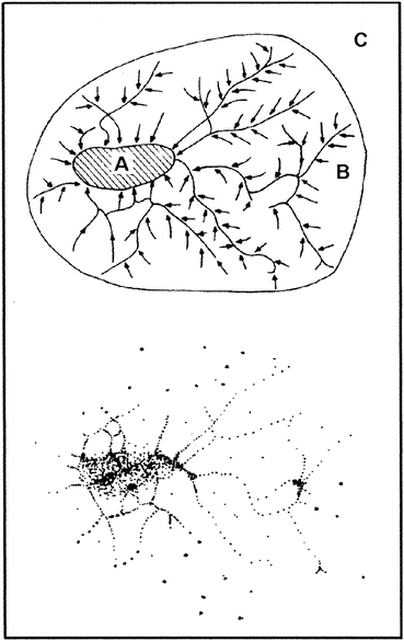 Animals Functional Role In The Landscape Springerlink - 