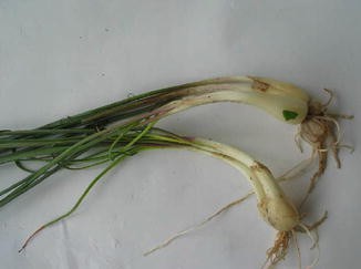 Allium Chinense Springerlink