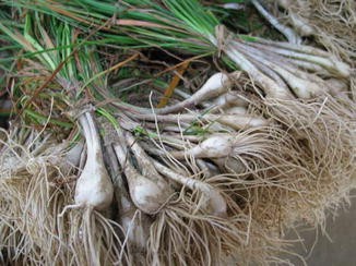 Allium Chinense Springerlink