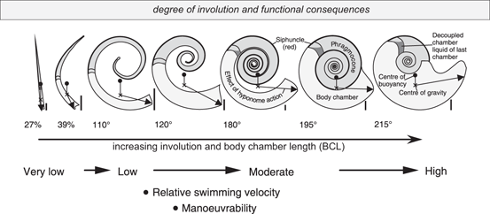 Evolutionary Patterns Of Ammonoids Phenotypic Trends Convergence And Parallel Evolution Springerlink