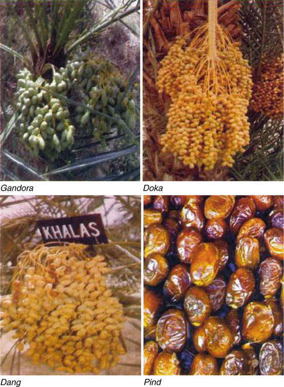 Date Palm Status And Perspective In India Springerlink