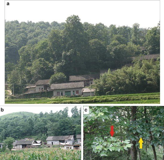 Endemism And Tertiary Relict Forests Springerlink