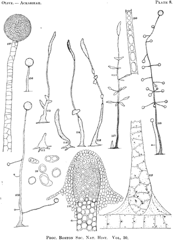 Multicellularity Dictyostelium Springerlink Multicellularity Dictyostelium Springerlink