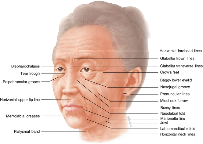 General Anatomy Of The Face And Neck Springerlink