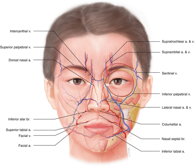 Get Inside Preauricular Sinus Anatomy PNG