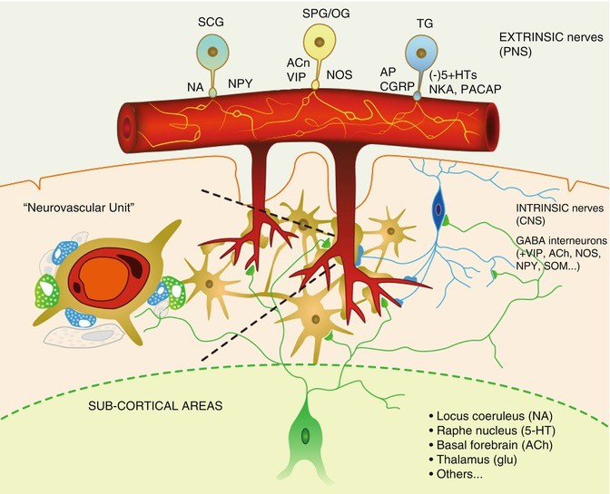 Pathophysiology of Ischemic Stroke | SpringerLink