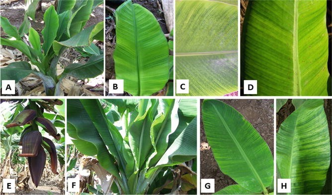 Viral Diseases Of Banana And Their Management Springerlink