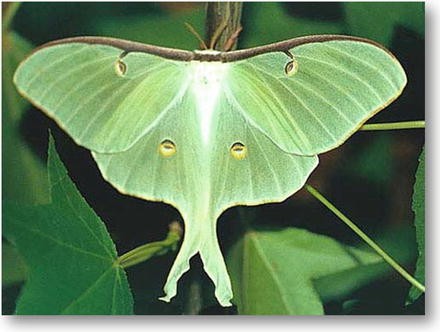 Giant Moths And Their Conservation Springerlink