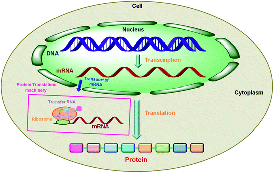 World Of Proteins Structure Function Relationships And