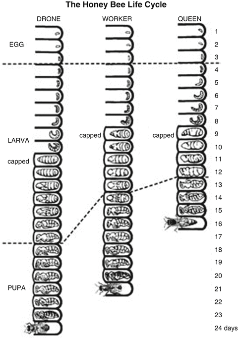Honeybee Diversity Castes And Life Cycle Springerlink