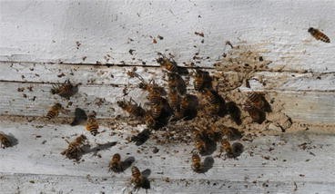 Diseases and Enemies of Honeybees | SpringerLink