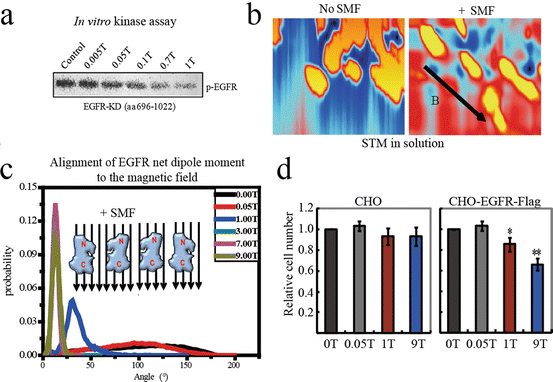 Potential Applications Of Static Magnetic Fields Smfs In Cancer Treatment Springerlink