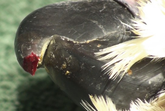 125/' x 16/' Quail Pheasants Hawk Chicken Turkey Poultry Netting 2/" #6