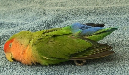 helps for birds sore bum from diarrhea helps for birds sore bum from diarrhea