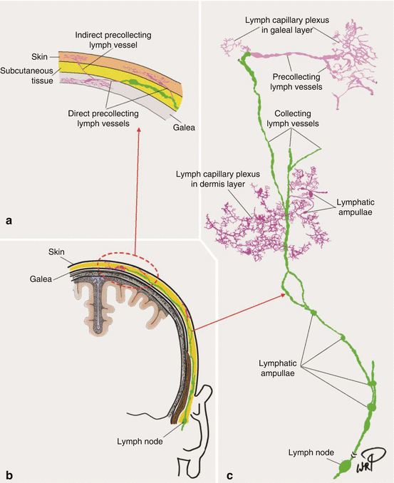 Components of the Lymphatic System | SpringerLink