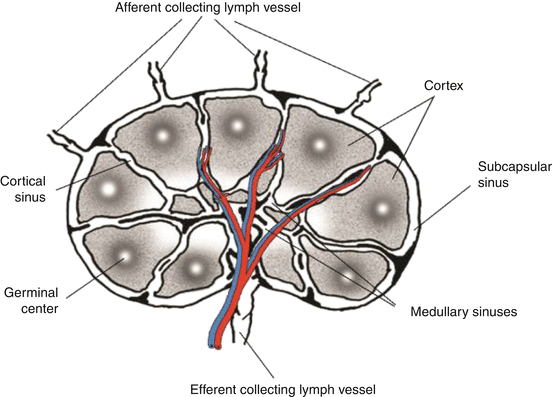 Components of the Lymphatic System | SpringerLink