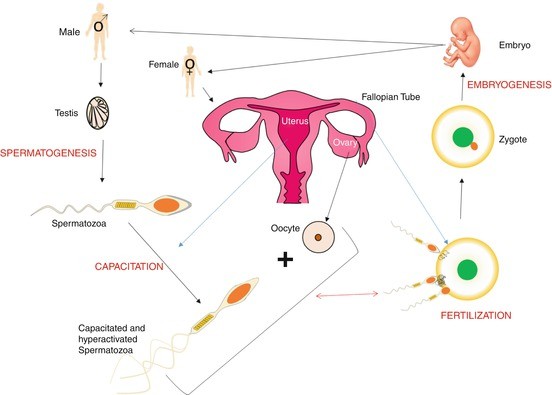 Herrell recommends best of Small female pussy slip fertilization for Sperm journey