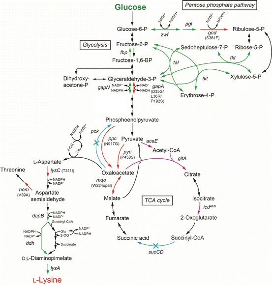 Production of Amino Acids (LGlutamic Acid and LLysine) from Biomass