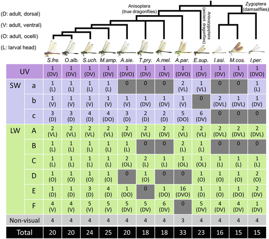 Molecular Mechanisms Underlying Color Vision And Color Formation In Dragonflies Springerlink