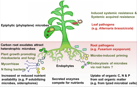 Toward Plant Defense Mechanisms Against Root Pathogens | SpringerLink