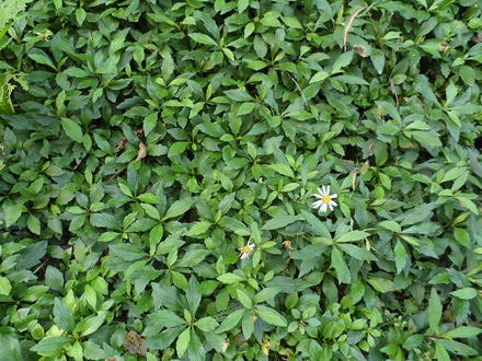 Asteraceae Springerlink