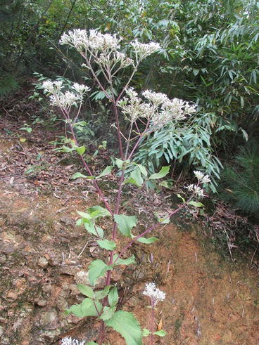 Asteraceae Springerlink