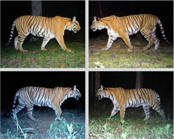 Field Practices Assessing Tiger Population Dynamics Using Photographic Captures Springerlink