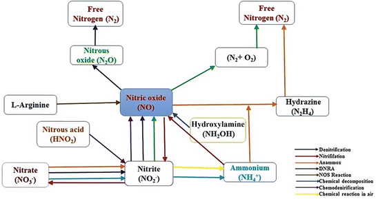 Nitric Oxide As A Signaling Molecule In Plant Bacterial Interactions Springerlink