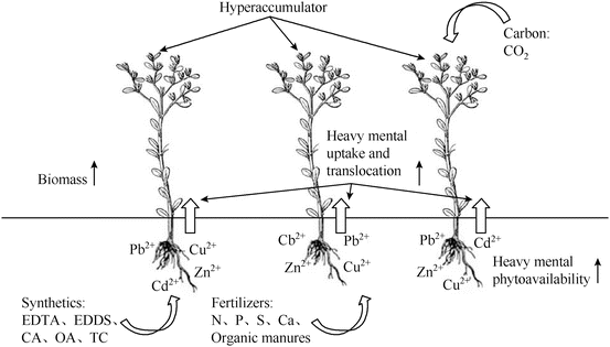 Principles And Technologies Of Phytoremediation For Metal