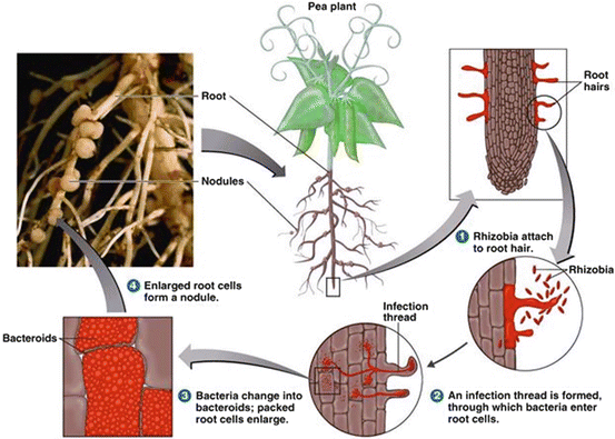 Azotobacter: A Potential Biofertilizer and Bioinoculants for Sustainable  Agriculture | SpringerLink