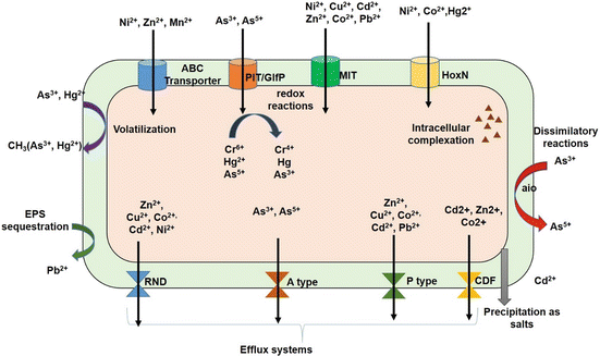 Microbial Interaction with Metals and Metalloids: A Prospective Clean ...