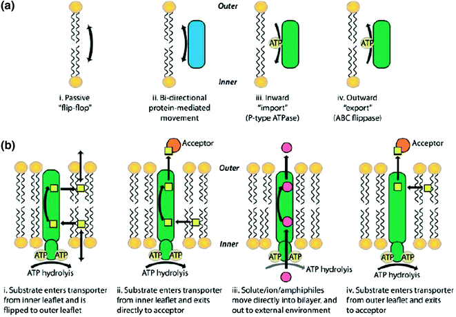 Membrane Transport Springerlink In methoxymethane, the lone pairs on the oxygen are still there. membrane transport springerlink