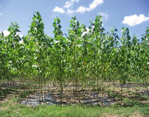 Installation Of Silvopastoral Systems With Poplar In The Delta Of