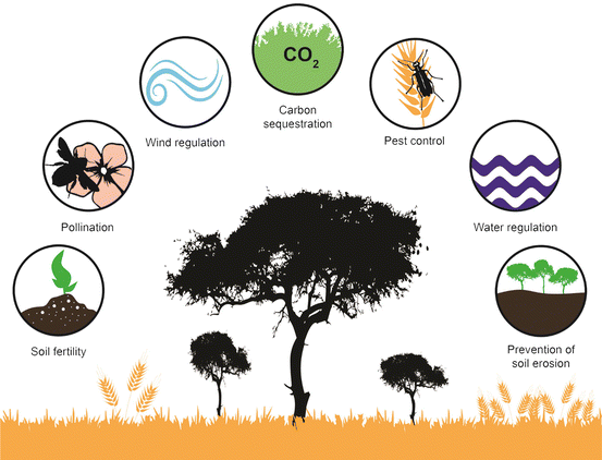 Regulating Ecosystem Services Delivered In Agroforestry Systems Springerlink