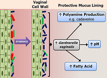 A dysbiosis megöl